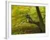 Denmark, Island Moen, Old Beech Tree in the Forest of Mon's Klint, Klinteskoven-K. Schlierbach-Framed Photographic Print