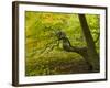 Denmark, Island Moen, Old Beech Tree in the Forest of Mon's Klint, Klinteskoven-K. Schlierbach-Framed Photographic Print