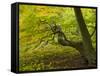 Denmark, Island Moen, Old Beech Tree in the Forest of Mon's Klint, Klinteskoven-K. Schlierbach-Framed Stretched Canvas