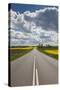 Denmark, Jutland, Hobro, Country Road with Rapeseed Fields, Springtime-Walter Bibikow-Stretched Canvas