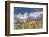 Denmark, Jutland, Lškken, House, Flag, Cloud-Harald Schšn-Framed Photographic Print