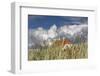 Denmark, Jutland, Lškken, House, Flag, Cloud-Harald Schšn-Framed Photographic Print