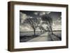 Denmark, Jutland, Mogeltonder, Country Road and Wind-Bent Trees-Walter Bibikow-Framed Photographic Print