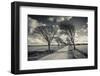 Denmark, Jutland, Mogeltonder, Country Road and Wind-Bent Trees-Walter Bibikow-Framed Photographic Print