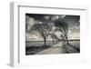 Denmark, Jutland, Mogeltonder, Country Road and Wind-Bent Trees-Walter Bibikow-Framed Photographic Print