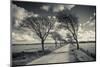 Denmark, Jutland, Mogeltonder, Country Road and Wind-Bent Trees-Walter Bibikow-Mounted Photographic Print