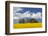 Denmark, Jutland, Odum, Rapeseed Field, Springtime-Walter Bibikow-Framed Photographic Print