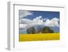 Denmark, Jutland, Odum, Rapeseed Field, Springtime-Walter Bibikow-Framed Photographic Print