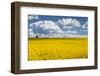 Denmark, Jutland, Odum, Rapeseed Field, Springtime-Walter Bibikow-Framed Photographic Print