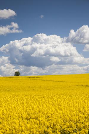https://imgc.allpostersimages.com/img/posters/denmark-jutland-odum-rapeseed-field-springtime_u-L-Q13ARVN0.jpg?artPerspective=n