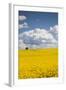 Denmark, Jutland, Odum, Rapeseed Field, Springtime-Walter Bibikow-Framed Photographic Print