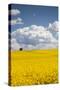 Denmark, Jutland, Odum, Rapeseed Field, Springtime-Walter Bibikow-Stretched Canvas