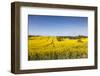 Denmark, Mon, Magleby, Farm and Rapeseed Field, Springtime, Dawn-Walter Bibikow-Framed Photographic Print