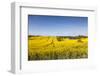 Denmark, Mon, Magleby, Farm and Rapeseed Field, Springtime, Dawn-Walter Bibikow-Framed Photographic Print