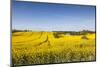 Denmark, Mon, Magleby, Farm and Rapeseed Field, Springtime, Dawn-Walter Bibikow-Mounted Photographic Print