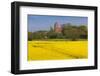 Denmark, Mon, Magleby, Town Church and Rapeseed Field, Springtime, Dawn-Walter Bibikow-Framed Photographic Print
