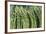 Denmark, Zealand, Copenhagen, Torvehallerne Kph, Asparagus-Walter Bibikow-Framed Photographic Print