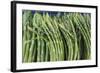 Denmark, Zealand, Copenhagen, Torvehallerne Kph, Asparagus-Walter Bibikow-Framed Photographic Print