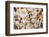 Denmark, Zealand, Copenhagen, Torvehallerne Kph, Mushrooms-Walter Bibikow-Framed Photographic Print