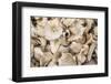 Denmark, Zealand, Copenhagen, Torvehallerne Kph, Mushrooms-Walter Bibikow-Framed Photographic Print