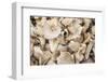 Denmark, Zealand, Copenhagen, Torvehallerne Kph, Mushrooms-Walter Bibikow-Framed Photographic Print