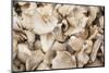 Denmark, Zealand, Copenhagen, Torvehallerne Kph, Mushrooms-Walter Bibikow-Mounted Photographic Print