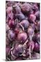 Denmark, Zealand, Copenhagen, Torvehallerne Kph, Onions-Walter Bibikow-Mounted Photographic Print