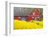 Denmark, Zealand, Olstykke, Red Farm and Yellow Rapeseed Flowers, Springtime-Walter Bibikow-Framed Photographic Print