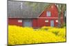 Denmark, Zealand, Olstykke, Red Farm and Yellow Rapeseed Flowers, Springtime-Walter Bibikow-Mounted Photographic Print