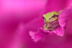 A green tree frog hides in a flower.-Dennis Fast-Stretched Canvas