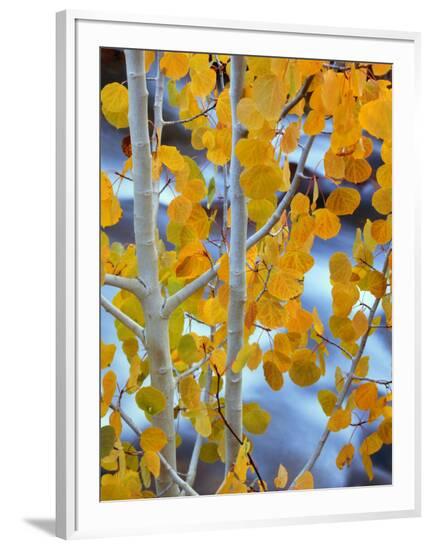 Framed Photographic Print, , large