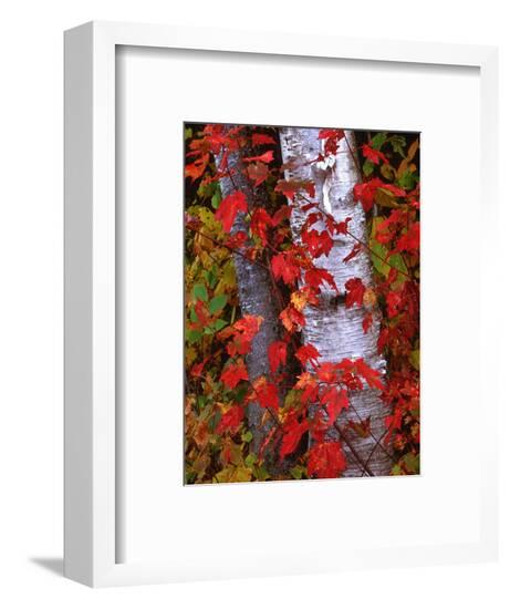 Framed Photographic Print, , large