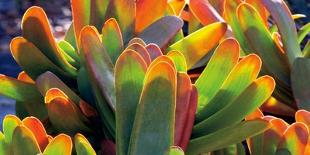 Red Trim Succulent II C-Dennis Frates-Art Print