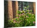 Wood Mount
