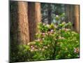 Wood Mount