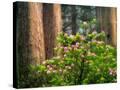 Stretched Canvas