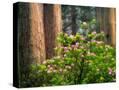 Stretched Canvas
