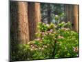 Wood Mount