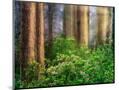 Wood Mount