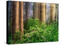 Stretched Canvas