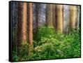 Canvas Black