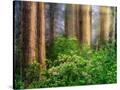 Stretched Canvas