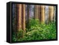 Canvas Black