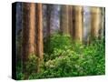 Stretched Canvas