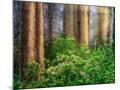Wood Mount