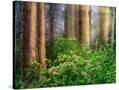 Stretched Canvas