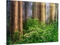 Stretched Canvas