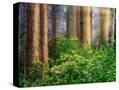 Stretched Canvas