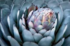 Blue Aloe-Dennis Frates-Giclee Print