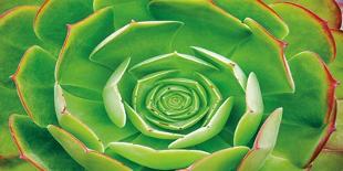 Aloe Fan-Dennis Frates-Art Print